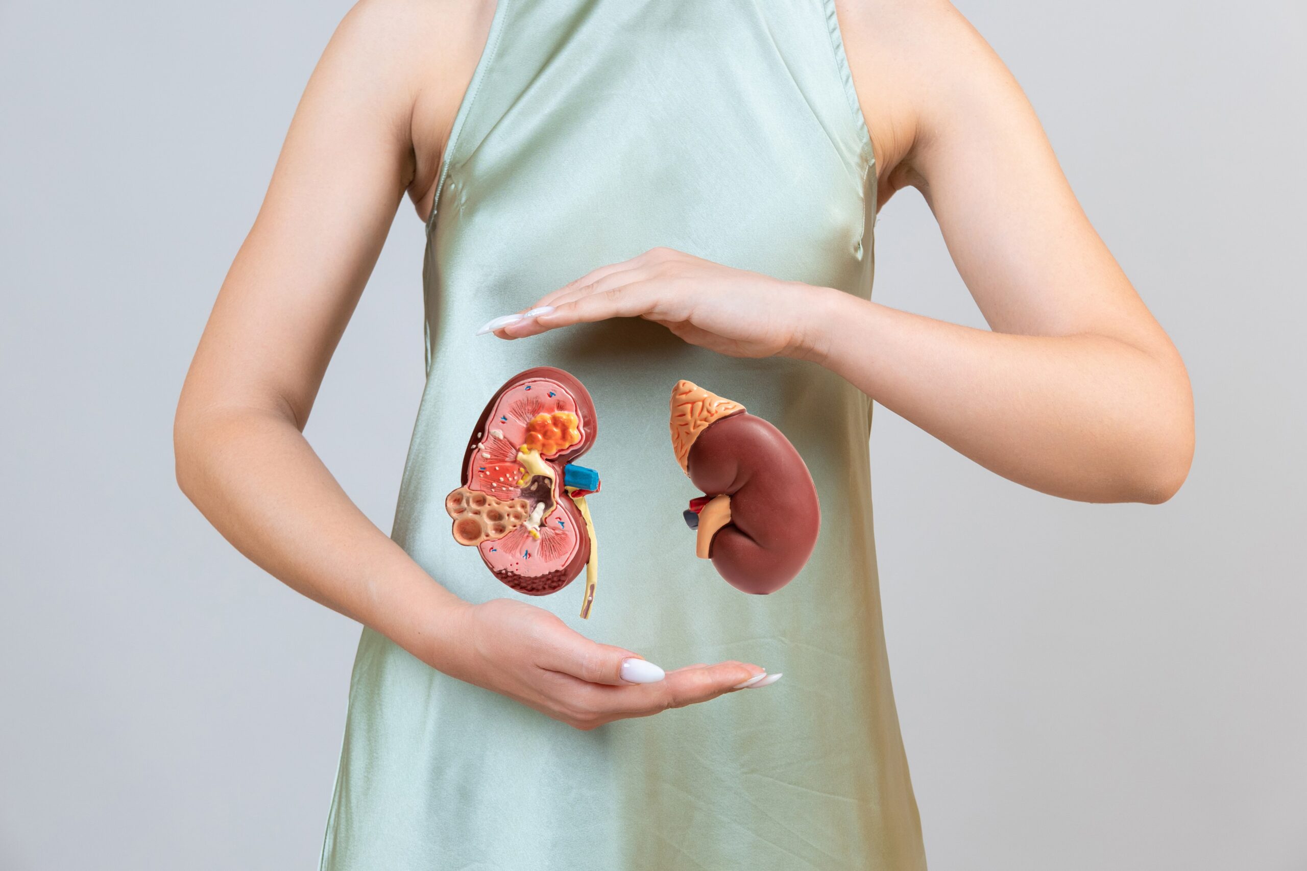 woman-is-holding-mockup-human-kidney-help-care-concept-min